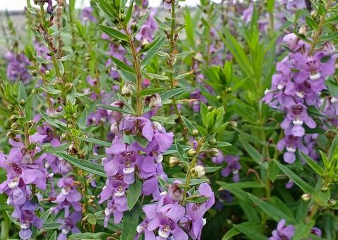 アンゲロニア アンゲロニア,オオバコ科,草花の写真素材