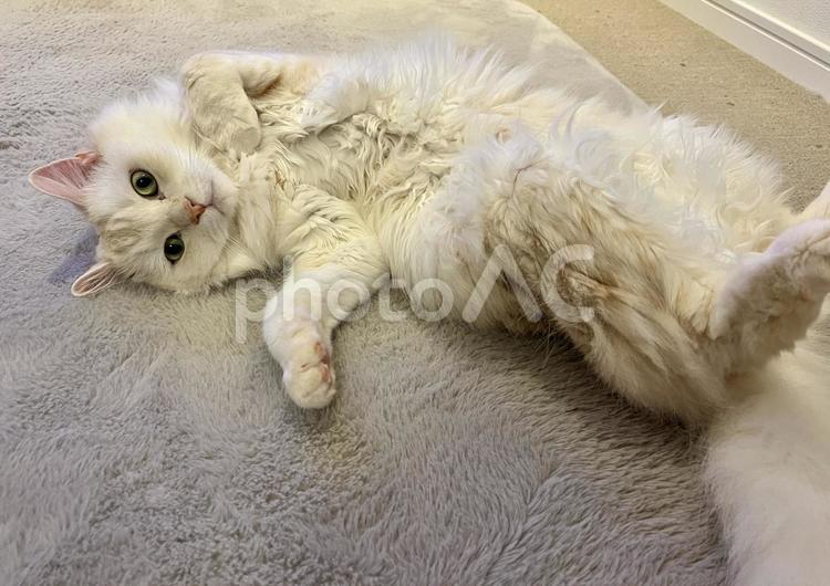 白い猫の変な体勢 猫,ネコ,ねこの写真素材