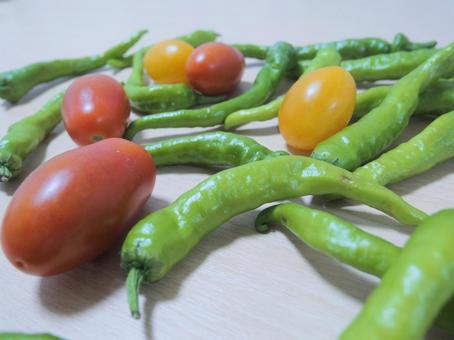 Photo, vegetables, summer vegetables, petit tomatoes, 