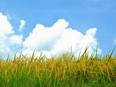 稲穂と青空2-6 稲穂と青空2-6の写真