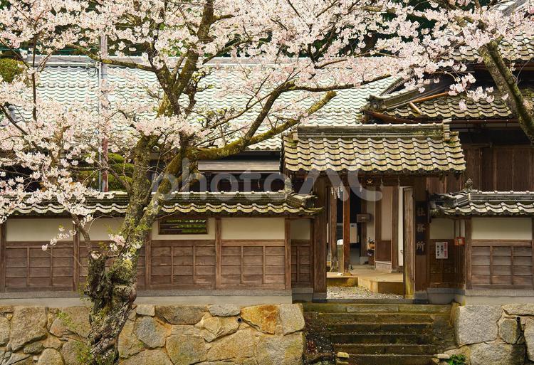 神社の境内に咲く桜 山,木々,空の写真素材