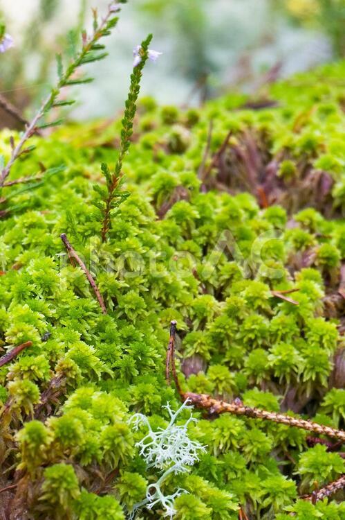 水苔の生える森 ミズゴケ,水苔,苔の写真素材