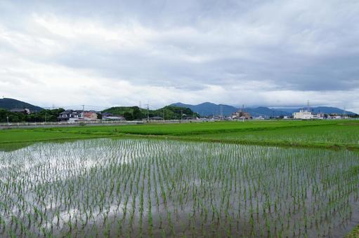 田んぼの風景 田んぼの風景の写真