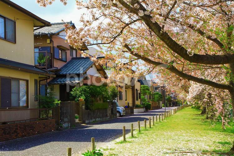 ソメイヨシノの桜吹雪と住宅街 桜,ソメイヨシノ,桜吹雪の写真素材