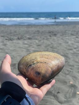 はまぐり はまぐり ハマグリ,貝,潮干狩りの写真素材