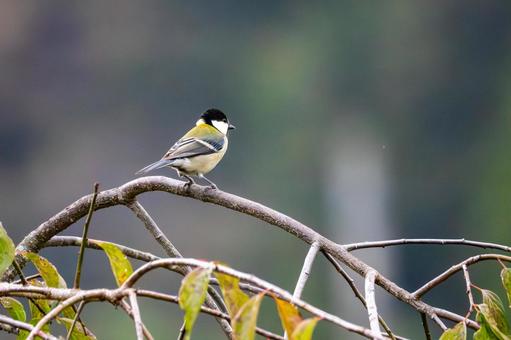 シジュウカラ(34) シジュウカラ(34) 野鳥,鳥,シジュウカラの写真素材