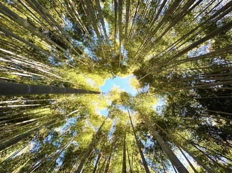竹林を見上げる風景 竹林を見上げる風景の写真