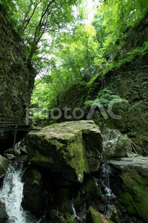 新緑の森の中の滝 滝,秘境,新緑の写真素材