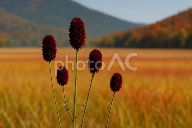 秋風に揺れるワレモコウ ワレモコウ,草花,秋景色の写真素材