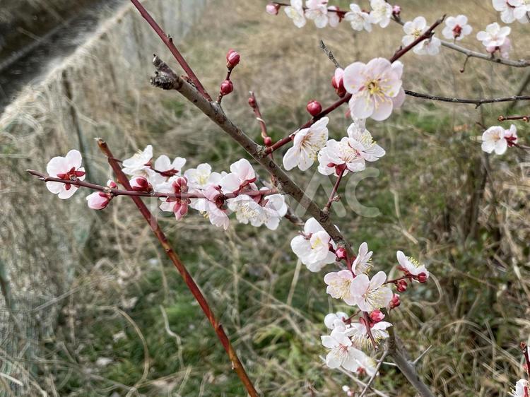 小川沿いに咲く梅2 梅,観梅,つぼみの写真素材