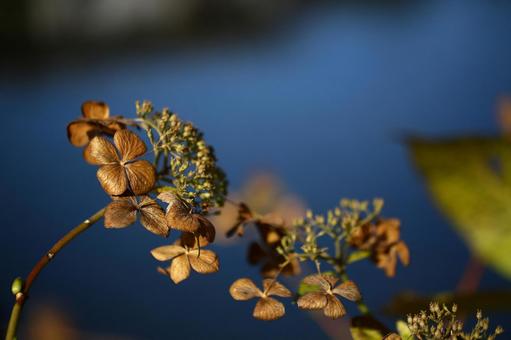 冬枯れの紫陽花 冬枯れの紫陽花の写真