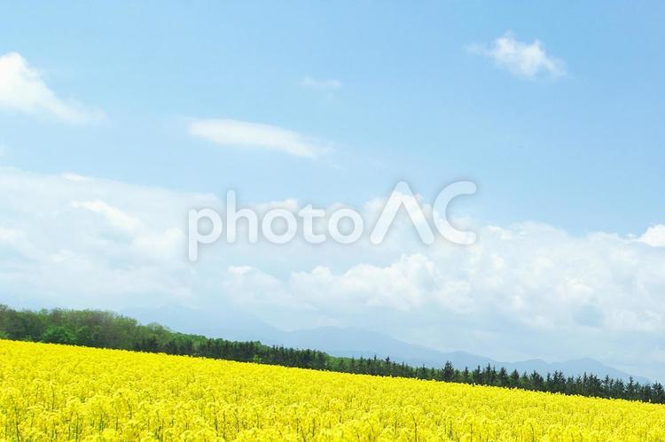 美しく満開の菜の花 菜の花,明るい,夏の写真素材