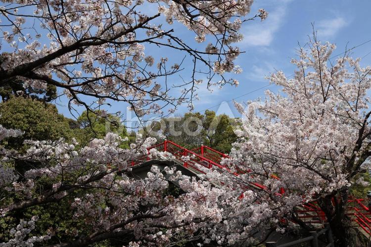 宇美川沿いの満開の桜04 桜,さくら,春の写真素材