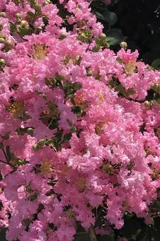 サルスベリの花 サルスベリの花の写真
