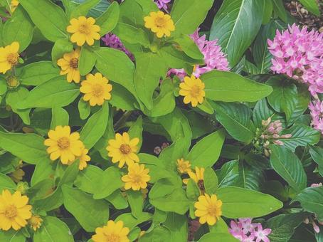Yellow and pink flower background color, JPG