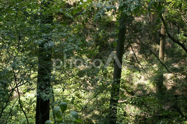高尾山の森林２ 森林,高尾山,自然の写真素材