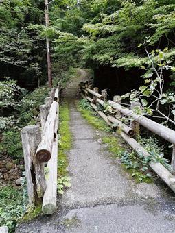 山道 山道 風景,景色,森の写真素材
