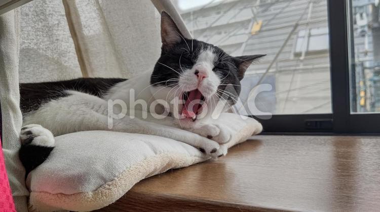 はちわれ ハチワレ,ねこ,カワイイの写真素材