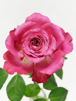 ピンク色のバラ ピンク色のバラ 花,バラ,植物の写真素材