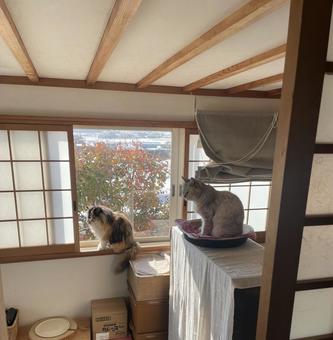 見た目も性格も違う2匹が醸し出す姉妹感 見た目も性格も違う2匹が醸し出す姉妹感 ネコ,猫,ペットの写真素材