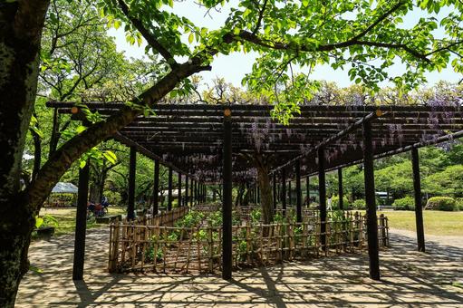 大天白公園の藤棚 大天白公園の藤棚 藤,棚,紫色の写真素材