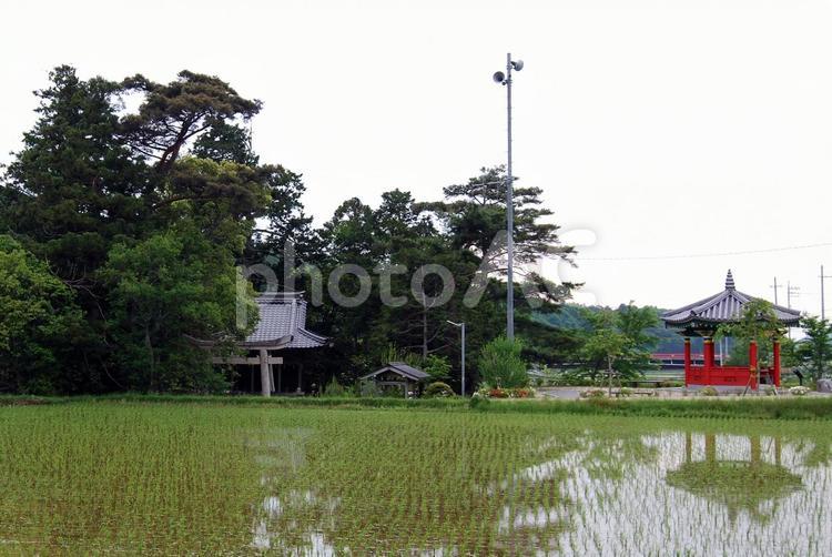田植え時期の鬼室神社 農村,里山,田植えの写真素材