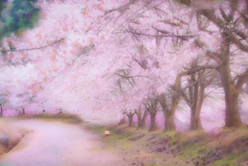Row of cherry blossom trees 1 Row of cherry blossom trees 1