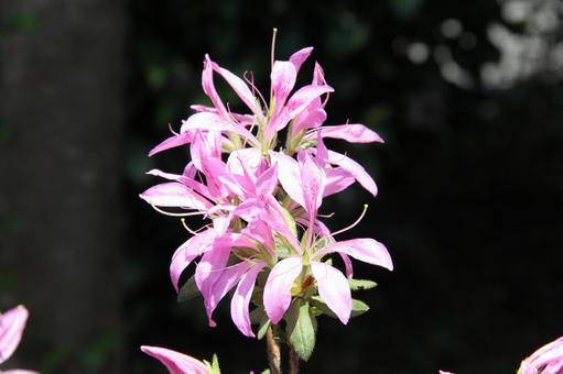 Azalea, JPG