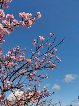 青空と桜 青空と桜の写真