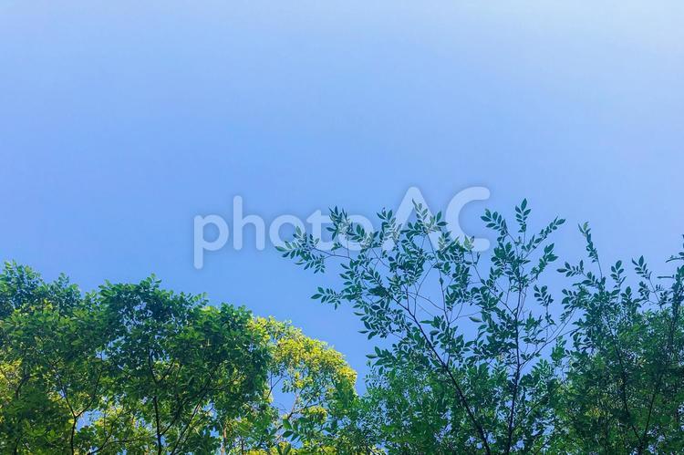 エコイメージ　青空に広がる木の枝と葉 環境,エコ,エコロジーの写真素材