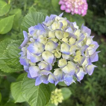 紫陽花 紫陽花の写真