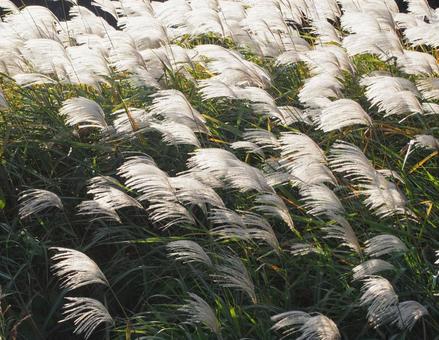 ススキの光る波 白色,銀色,緑色の写真素材