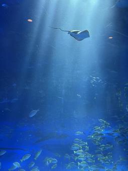 水族館 水族館の写真