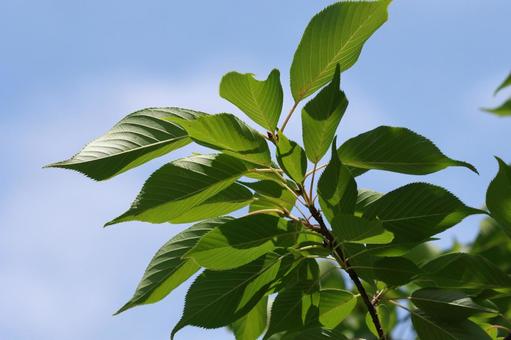 ソメイヨシノ ソメイヨシノ,葉,緑の写真素材