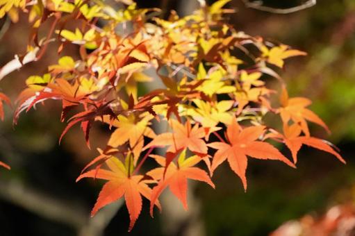 ライトアップされた紅葉の写真