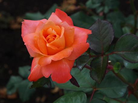 バラ マジョレット バラ マジョレット バラ,マジョレット,薔薇の写真素材