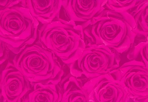 ショッキングピンク色の薔薇 背景画像 ローズ,薔薇,ピンクの写真素材