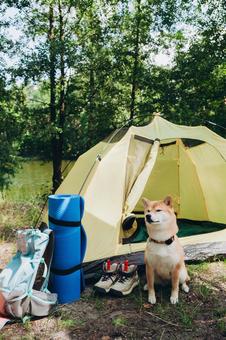 黄色いテント前で待つ犬 犬,テント,キャンプの写真素材