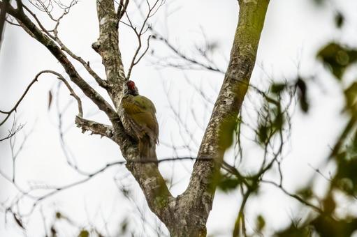 アオゲラ⑵の写真