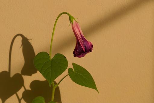 垂れる朝顔の蕾 垂れる朝顔の蕾の写真