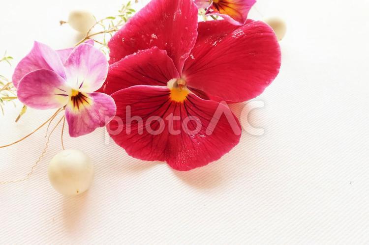 冬っぽい色の花と実 ボタニカル,植物,冬の写真素材