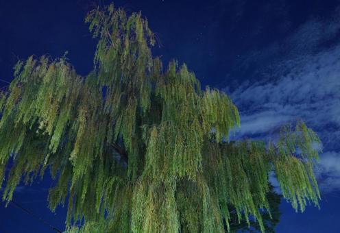 深夜の松戸、坂川沿いの柳の大木 大木,柳,深夜の写真素材