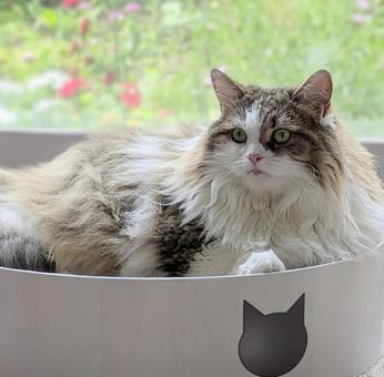 窓際でリラックスしているモフモフな猫 窓際でリラックスしているモフモフな猫 猫,動物,ネコの写真素材