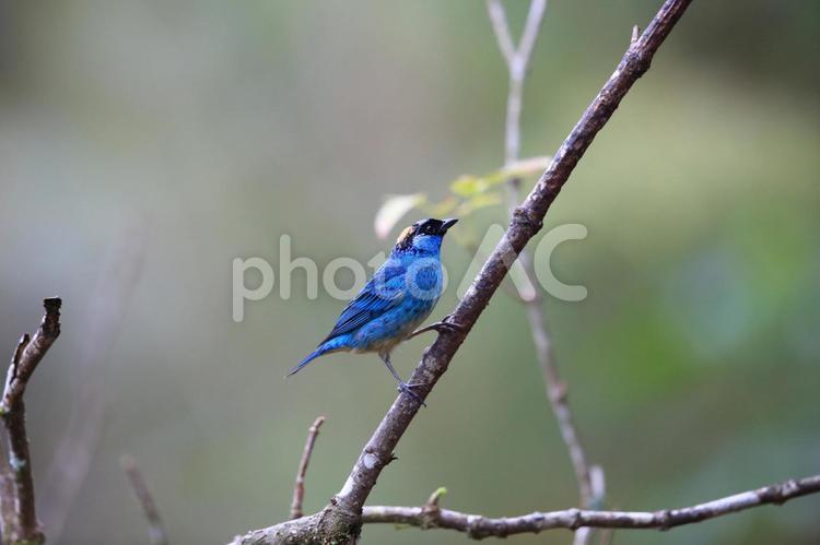 クロビタイアオフウキンチョウ クロビタイアオフウキンチョウ,フウキンチョウ,野鳥の写真素材