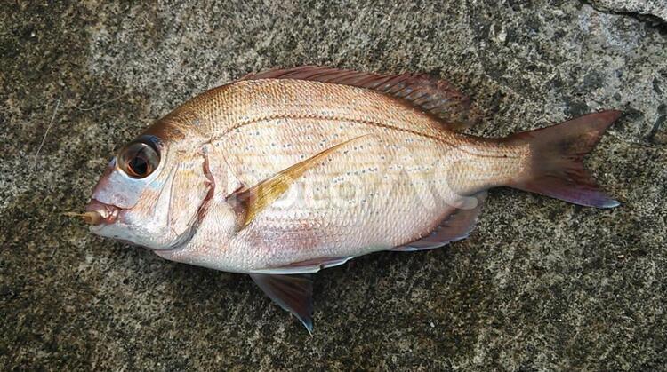 海釣りで釣れた魚の鯛 釣り,鯛,タイの写真素材