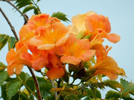 【花の写真】ノウゼンカズラ(凌霄花) 【花の写真】ノウゼンカズラ(凌霄花)の写真