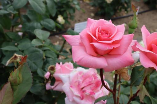 バラ園にてピンクの薔薇を撮影しました バラ園にてピンクの薔薇を撮影しましたの写真