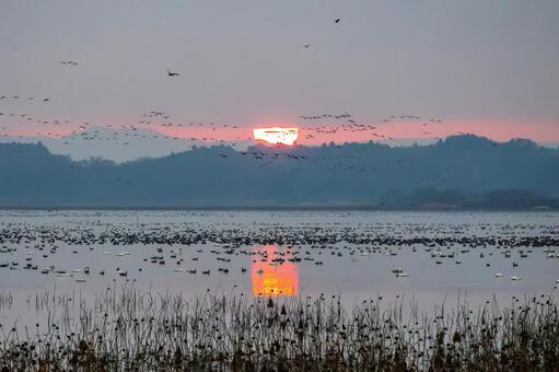 伊豆沼の朝(552) 伊豆沼,朝,夜明けの写真素材