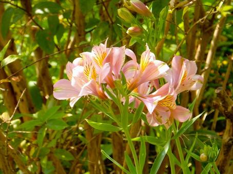 Photo, alstroemeria, lily narcissus, lycoris traubii (species of spider lily), 