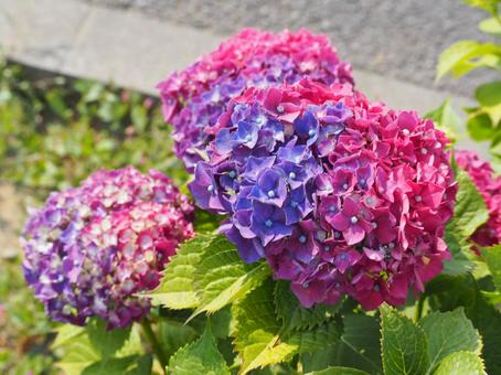 hydrangea, cây dương tử hoa, cây dương tử hoa, màu lòe loẹt, JPG